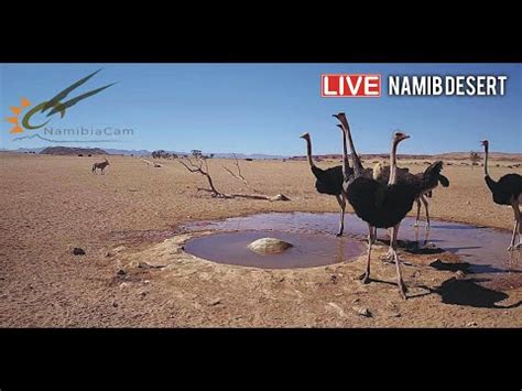 namibia desert live stream